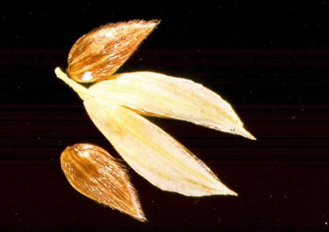 Phalaris Minor seed and floret